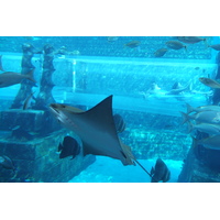 รูปถ่าย สหรัฐอาหรับเอมิเรตส์(United Arab Emirates) ดูไบ(Dubai) โรงแรมแอตแลนติส(Atlantis Hotel) 2014-02 88