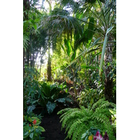 รูปถ่าย ฝรั่งเศส(France) นีส(Nice) สวนฟีนิกซ์(Phoenix Parc) 2007-10 101