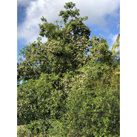 รูปถ่าย กวาเดอลูป(Guadeloupe) แซ็งฟร็องซัว(Saint Francois) 2021-02 5