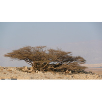 รูปถ่าย อิสราเอล(Israel) ทะเลดำ(Dead Sea) 2007-06 188