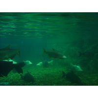 รูปถ่าย ไทย(Thailand) กรุงเทพมหานคร(Bangkok) สยามโอเชียนเวิลด์(Siam Ocean World) 2005-12 50