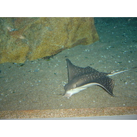 รูปถ่าย ไทย(Thailand) กรุงเทพมหานคร(Bangkok) สยามโอเชียนเวิลด์(Siam Ocean World) 2005-12 47