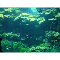 รูปถ่าย ไทย(Thailand) กรุงเทพมหานคร(Bangkok) สยามโอเชียนเวิลด์(Siam Ocean World) 2005-12 46