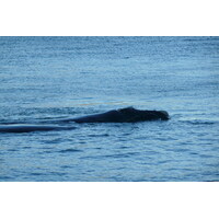 รูปถ่าย แอฟริกาใต้(South Africa) เฮอร์มานัส(Harmanus) 2008-09 49