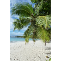 รูปถ่าย เซเชลส์(Seychelles) อ่าวอ็องส์ลาซิโอ(Anse Lazio) 2011-10 130