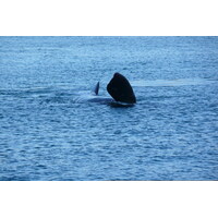 รูปถ่าย แอฟริกาใต้(South Africa) เฮอร์มานัส(Harmanus) 2008-09 115