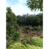 รูปถ่าย นิวแคลิโดเนีย(New Caledonia) อุทยานริเวียร์เบลอ(Parc de la Riviere Bleue) 2010-05 127
