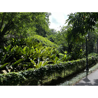 รูปถ่าย สิงคโปร์(Singapore) สวนพฤกษศาสตร์สิงคโปร์(Singapore Botanic Gardens) 2023-01 124