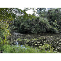 รูปถ่าย สิงคโปร์(Singapore) สวนพฤกษศาสตร์สิงคโปร์(Singapore Botanic Gardens) 2023-01 113