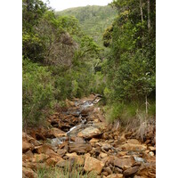 รูปถ่าย นิวแคลิโดเนีย(New Caledonia) อุทยานริเวียร์เบลอ(Parc de la Riviere Bleue) 2010-05 112