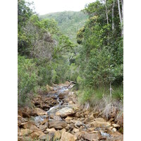 รูปถ่าย นิวแคลิโดเนีย(New Caledonia) อุทยานริเวียร์เบลอ(Parc de la Riviere Bleue) 2010-05 124