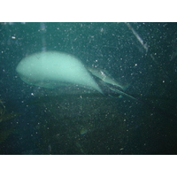 รูปถ่าย ไทย(Thailand) กรุงเทพมหานคร(Bangkok) สยามโอเชียนเวิลด์(Siam Ocean World) 2005-12 28