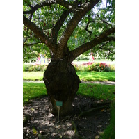 รูปถ่าย ฝรั่งเศส(France) ปารีส(Paris) สวนพันธ์ุพืช(Jardin des Plantes) 2007-08 202