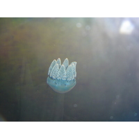 รูปถ่าย ไทย(Thailand) กรุงเทพมหานคร(Bangkok) สยามโอเชียนเวิลด์(Siam Ocean World) 2005-12 19