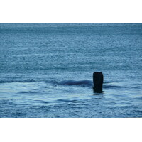 รูปถ่าย แอฟริกาใต้(South Africa) เฮอร์มานัส(Harmanus) 2008-09 186