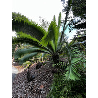รูปถ่าย สิงคโปร์(Singapore) สวนพฤกษศาสตร์สิงคโปร์(Singapore Botanic Gardens) 2023-01 83