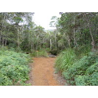 รูปถ่าย นิวแคลิโดเนีย(New Caledonia) อุทยานริเวียร์เบลอ(Parc de la Riviere Bleue) 2010-05 38