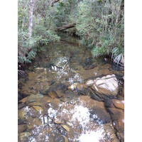 รูปถ่าย นิวแคลิโดเนีย(New Caledonia) อุทยานริเวียร์เบลอ(Parc de la Riviere Bleue) 2010-05 41