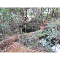 รูปถ่าย นิวแคลิโดเนีย(New Caledonia) อุทยานริเวียร์เบลอ(Parc de la Riviere Bleue) 2010-05 63