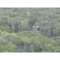 รูปถ่าย นิวแคลิโดเนีย(New Caledonia) อุทยานริเวียร์เบลอ(Parc de la Riviere Bleue) 2010-05 80