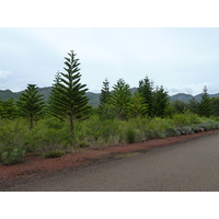 รูปถ่าย นิวแคลิโดเนีย(New Caledonia) อุทยานริเวียร์เบลอ(Parc de la Riviere Bleue) 2010-05 142