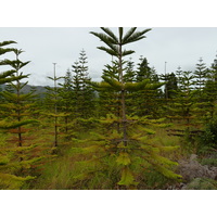 รูปถ่าย นิวแคลิโดเนีย(New Caledonia) 2010-05 83