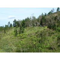 รูปถ่าย นิวแคลิโดเนีย(New Caledonia) ถนนจากตงตูตาไปทีโอ(Tontouta to Thio road) 2010-05 89