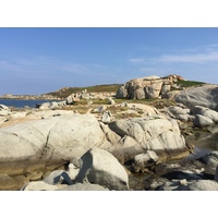 รูปถ่าย ฝรั่งเศส(France) คอร์สิคา(Corsica) แหลมปุนตาสปาโน(Punta Spano) 2015-05 11