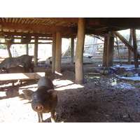 รูปถ่าย ไทย(Thailand) ปางมะผ้า(Pang Mapha) 2005-12 153