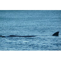 รูปถ่าย แอฟริกาใต้(South Africa) เฮอร์มานัส(Harmanus) 2008-09 303