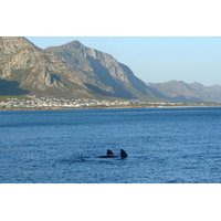 รูปถ่าย แอฟริกาใต้(South Africa) เฮอร์มานัส(Harmanus) 2008-09 266