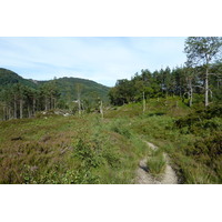 รูปถ่าย อังกฤษ(United Kingdom) ทรอสซักส์(The Trossachs) 2011-07 93