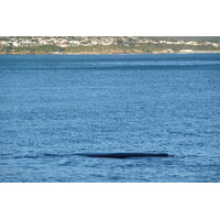 รูปถ่าย แอฟริกาใต้(South Africa) เฮอร์มานัส(Harmanus) 2008-09 44