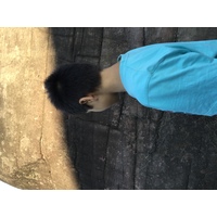 รูปถ่าย ไทย(Thailand) อุทยานแห่งชาติภูหินร่องกล้า(Phu Hin Rong Kla National Park) 2014-12 321