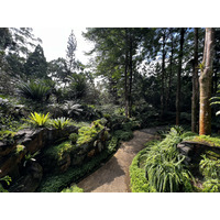 รูปถ่าย สิงคโปร์(Singapore) สวนพฤกษศาสตร์สิงคโปร์(Singapore Botanic Gardens) 2023-01 89