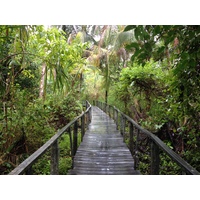 รูปถ่าย คอสตาริกา(Costa Rica) กาอุยตา(Cahuita) 2015-03 37