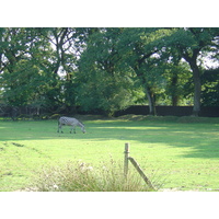 รูปถ่าย ฝรั่งเศส(France) บรอแฟร์เร(Branfere) 2004-08 13