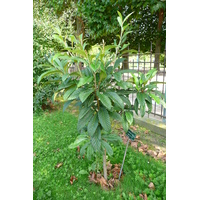 รูปถ่าย ฝรั่งเศส(France) ปารีส(Paris) สวนพันธ์ุพืช(Jardin des Plantes) 2007-08 60