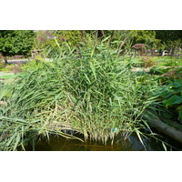รูปถ่าย ฝรั่งเศส(France) ปารีส(Paris) สวนพันธ์ุพืช(Jardin des Plantes) 2007-08 151