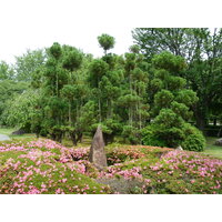 รูปถ่าย ญี่ปุ่น(Japan) เกียวโต(Kyoto) ปราสาทนิโจ(Nijo Castle) 2010-06 34
