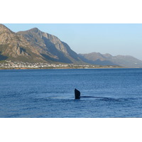 รูปถ่าย แอฟริกาใต้(South Africa) เฮอร์มานัส(Harmanus) 2008-09 242
