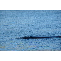 รูปถ่าย แอฟริกาใต้(South Africa) เฮอร์มานัส(Harmanus) 2008-09 230