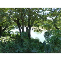 รูปถ่าย ฟิจิ(Fiji) แม่น้ำซิงกาโตกา(Sigatoka river) 2010-05 86