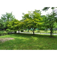 รูปถ่าย ญี่ปุ่น(Japan) เกียวโต(Kyoto) ปราสาทนิโจ(Nijo Castle) 2010-06 46