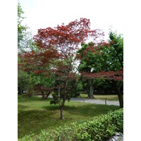 รูปถ่าย ญี่ปุ่น(Japan) เกียวโต(Kyoto) ปราสาทนิโจ(Nijo Castle) 2010-06 113