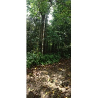 รูปถ่าย คอสตาริกา(Costa Rica) กาอุยตา(Cahuita) 2015-03 71
