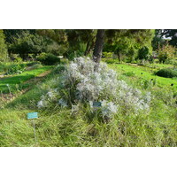 รูปถ่าย ฝรั่งเศส(France) ปารีส(Paris) สวนพันธ์ุพืช(Jardin des Plantes) 2007-08 154