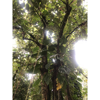 รูปถ่าย กวาเดอลูป(Guadeloupe) น้ำตกกุ้งเครย์ฟิช(Cascade aux ecrevisses) 2021-02 21