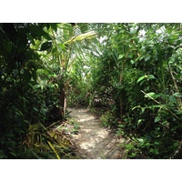 รูปถ่าย คอสตาริกา(Costa Rica) กาอุยตา(Cahuita) 2015-03 79