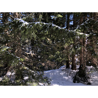 รูปถ่าย ฝรั่งเศส(France) เมแฌฟว์(Megeve) 2019-03 87